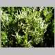 Coprosma ernodeoides-f.jpg